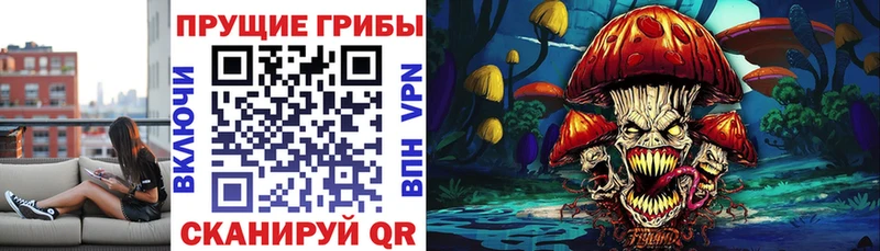 где продают   Сунжа  Галлюциногенные грибы Psilocybe 